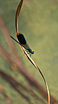 BB 06 0059 / Calopteryx splendens / Blåbånd-vannymfe